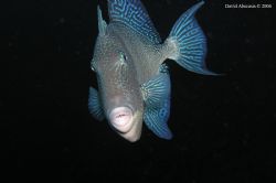 grey triggerfish shot at the Azores by David Abecasis 